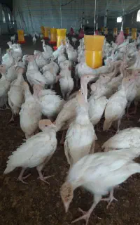 جوجه بوقلمون بیوتی ۲۷روزه