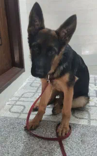 سگ ژرمن