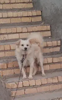 هرگوشه کن زرنگ