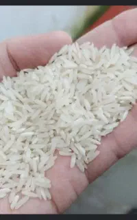 برنج ندا کشت امساله بسیارباکیفیت