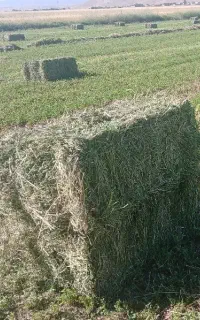 یونجه خشک ودرجه یک