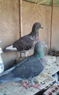کبوتر پلاکی جهت معاوضه