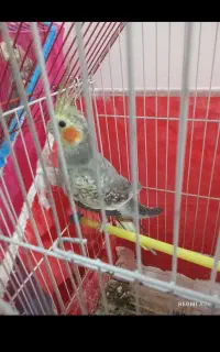 عروس گلباقالی