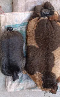 مشک آب ، خیگ روغنی