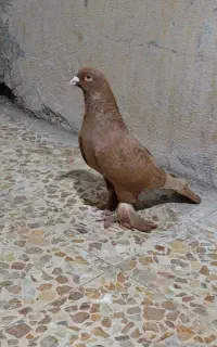 کبوتر