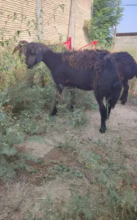 5عددشیشک ابثتن