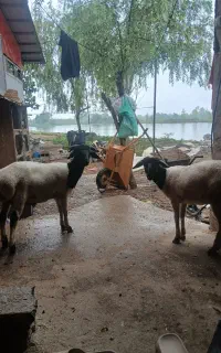 سلام دوعدد گوسفند نروماده