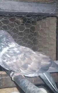 ۴ عدد کفتر