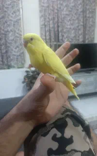 مرغ عشق من گمشده به یابنده پاداش داده میشود
