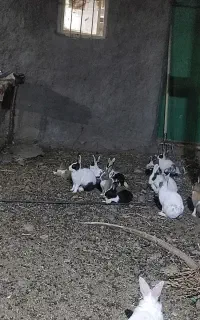 خرگوش