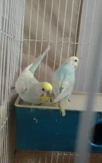 فروش یا معاوضه