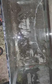 پچه ماهی کپور