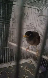 مرغ مینا بچه