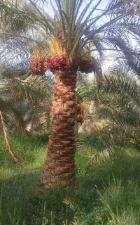 نیازمند درخت بند در روداب غربی.