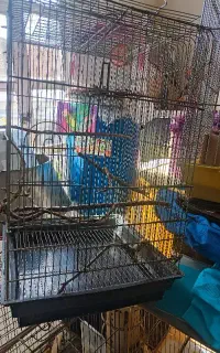 قفس طوطی