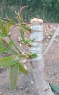 باغبانی.هرس،پیوند پسته،مشاوره