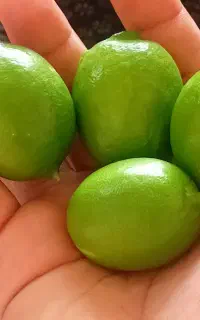 لیمو ترش