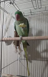 شاه طوطی
