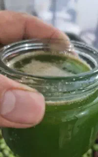 همخونه