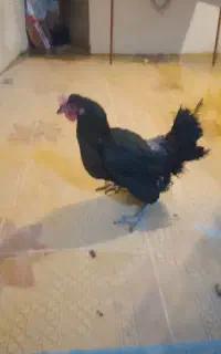 خروس سفیدریش یک ساله ومرغ سیاه لری پابلندمولد