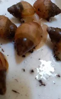 حلزون اچاتینا