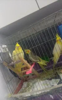 عروس هلندی با دو تا جوجه