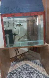 گربه ماهی و اکواریوم
