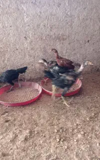مرغ خروس لاری