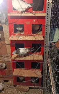 لانه پرنده