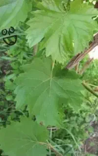 برگ مو اعلا....