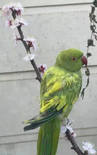 طوطی ملنگو