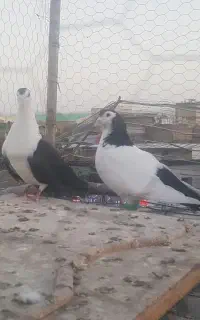 خال دم سیاه و ساده سیاه وکرباتی زرد