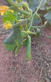کارگر جهت خیار چیدن