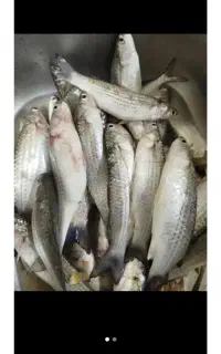 بیاح
