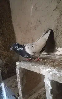 دستپر دم سبز نر