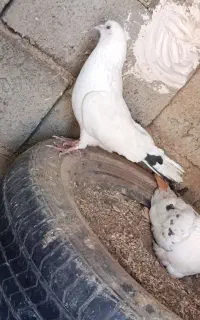 یک جفت کفتر زیبا