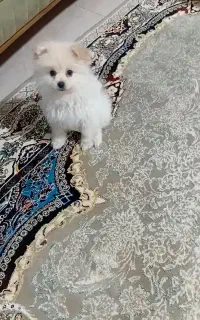 سگ پامر