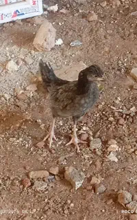 جوجه