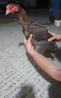 مرغ نسل در حال تخم گوش سفید