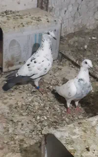 کفتر کبوتر