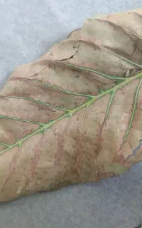 کاه گندم ابی
