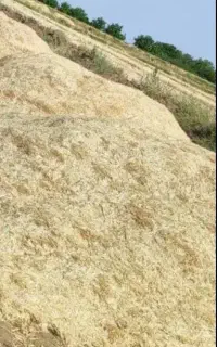کاه گندم