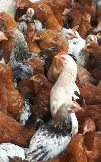 مرغ وخروس محلی