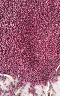 لوبیاقرمزدرجه۱