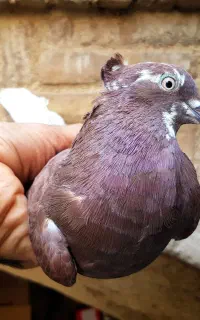 ماده سرخ کاکلی آس