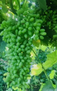 غوره ای ابگیری