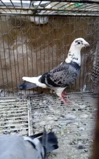 کبوتر.