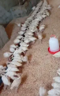 جوجه بقلمون بیوتی 6رزین شمال فوق سنگین