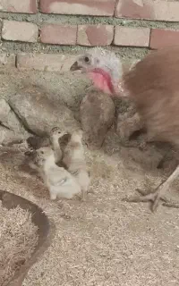 بوقلمون