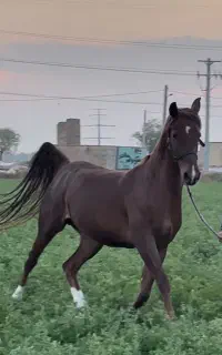 مادیان پایه